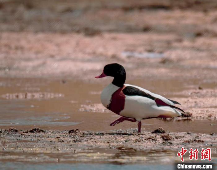 圖為翹鼻麻鴨?！」Π栽?攝