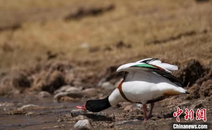 圖為翹鼻麻鴨?！」Π栽?攝