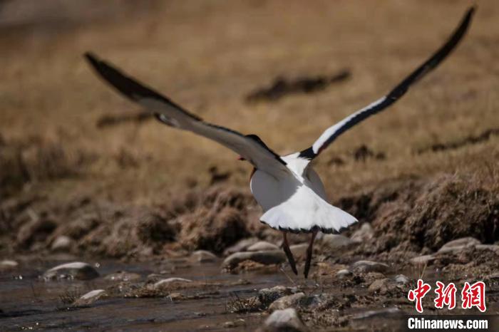 圖為騰飛的翹鼻麻鴨。　功霸扎西 攝