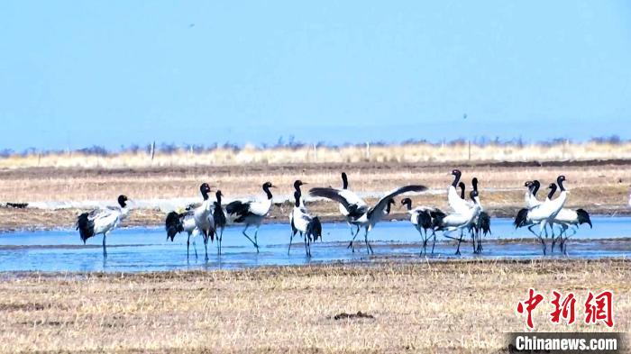 圖為成群的黑頸鶴“翩翩起舞”?！‘?dāng)智 攝