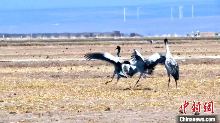 圖為黑頸鶴追逐嬉戲。　陳明章 攝