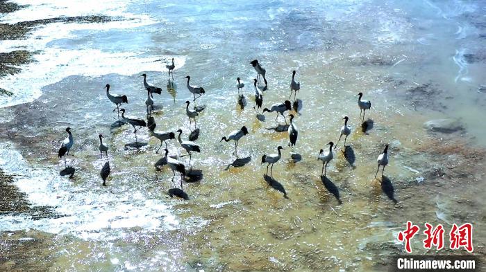 圖為黑頸鶴群駐足休憩?！￡惷髡?攝