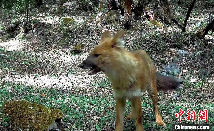 青?；ブ鄙搅謪^(qū)首次記錄到豺活動影像