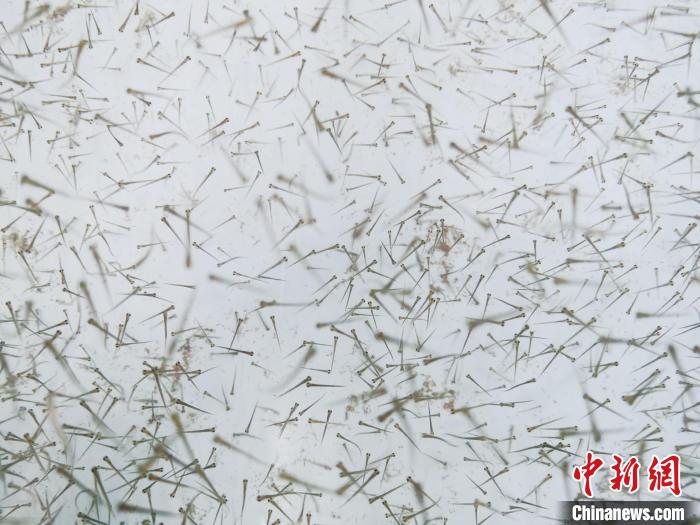 圖為魚苗?！?zhí)砀?攝