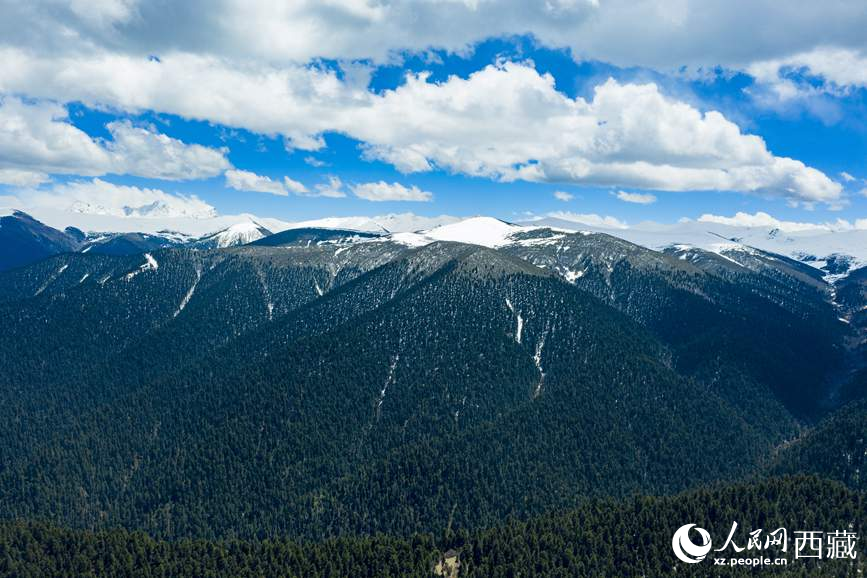 圖為在海拔4700多米的色季拉山，觀測(cè)從森林到草甸的多種植被類型。