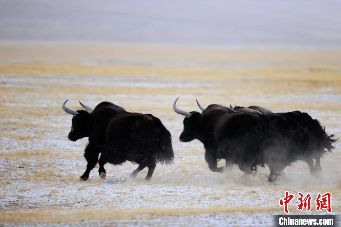 牦牛如何適應(yīng)低氧環(huán)境？中科院團(tuán)隊(duì)發(fā)現(xiàn)牦牛特有肺內(nèi)皮細(xì)胞起作用