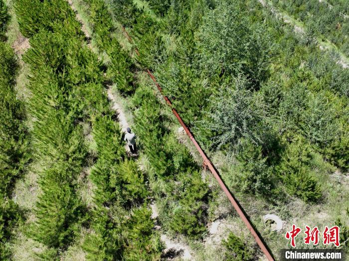 航拍建行青海省分行綠化區(qū)施工隊(duì)隊(duì)長(zhǎng)盧占祥正在巡護(hù)綠化區(qū)?！∑钤鲚?攝