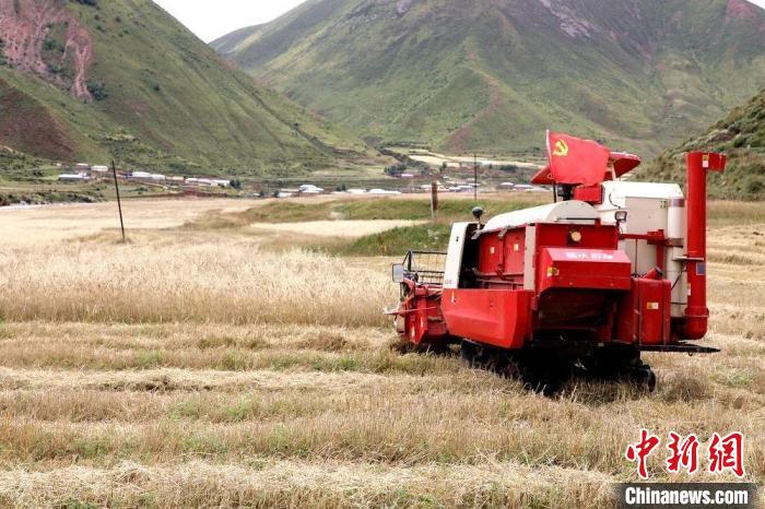 圖為秋收現(xiàn)場(chǎng)?！∮駱?shù)州委宣傳部供圖