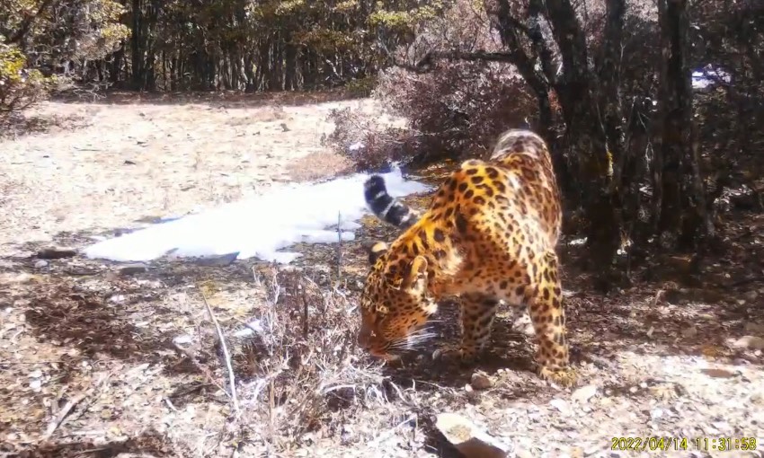 金錢豹。涼山州委宣傳部供圖