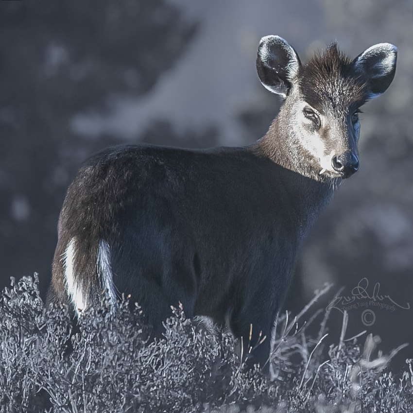 毛冠鹿。涼山州委宣傳部供圖