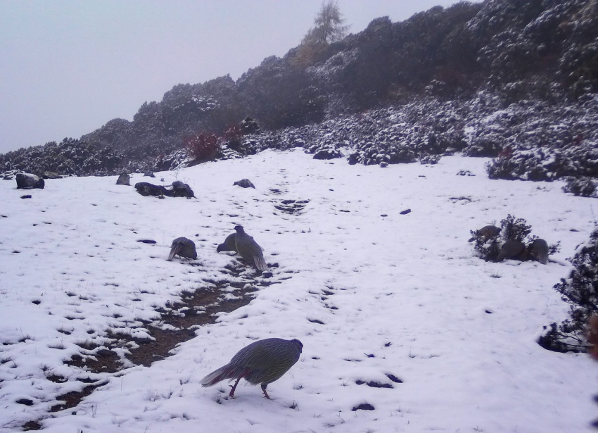 血雉。涼山州委宣傳部供圖