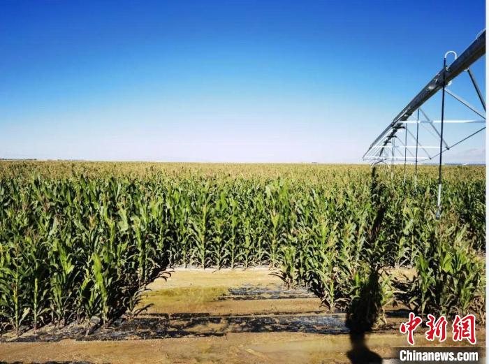 青?！凹Z改飼”項(xiàng)目收儲(chǔ)飼草44萬余噸