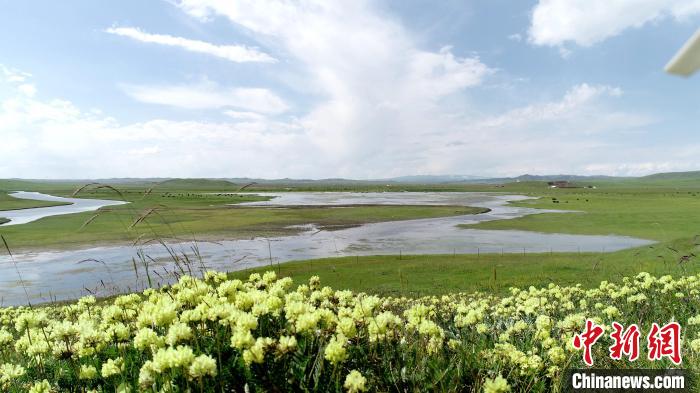 青海澤曲草原見聞：牛羊可“選美”，“生態(tài)畜牧”成招牌