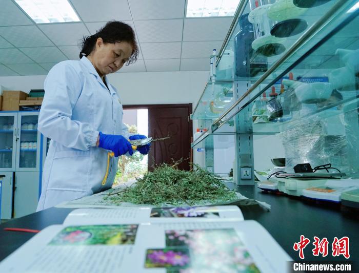 圖為張錦梅在實驗室工作?！●R銘言 攝