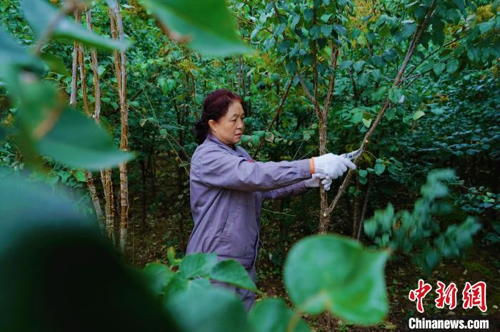 圖為張錦梅修剪丁香枝干?！●R銘言 攝