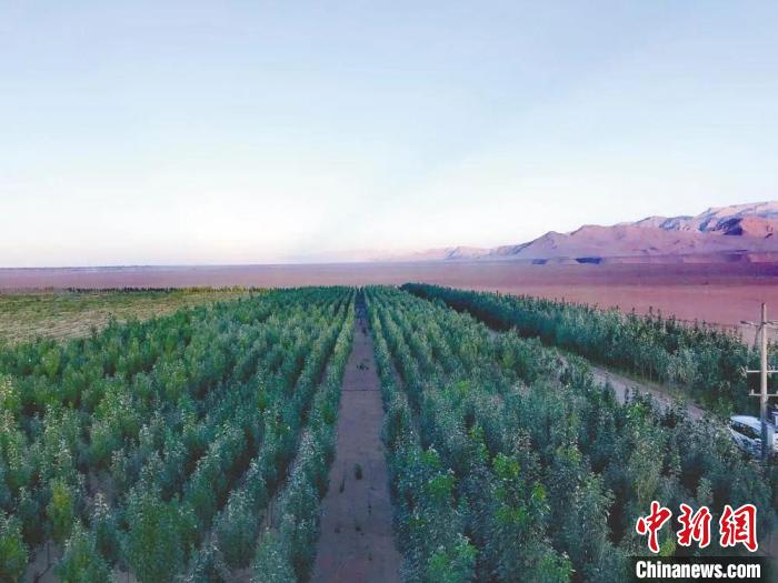 圖為格爾木境內(nèi)種植的綠樹?！「駹柲救诿襟w中心供圖