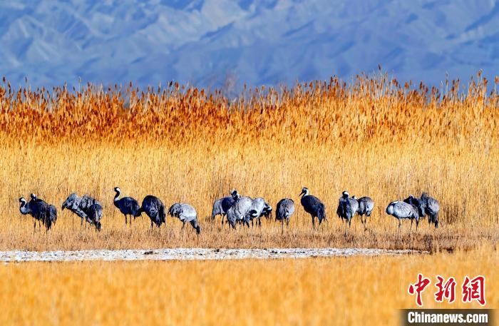 圖為可魯克湖野生水鳥覓食?！〉铝罟形麄鞑抗﹫D