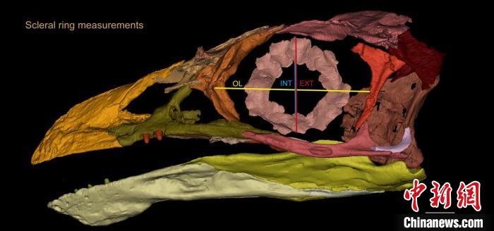 熱河鳥STM3-8化石標(biāo)本的鞏膜環(huán)復(fù)原及測(cè)量示意圖?！『?供圖