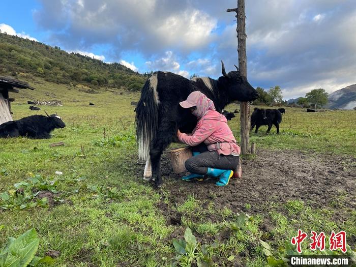 圖為9月27日早晨牧民擠牦牛奶。 <a target='_blank' href='/'><p  align=