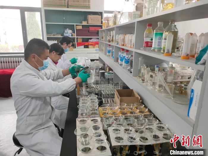 資料圖為研究團隊進行樣本檢查?！?青海省畜牧獸醫(yī)科學院供圖