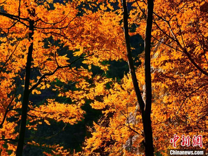 秋意濃?！≈炱桨?攝