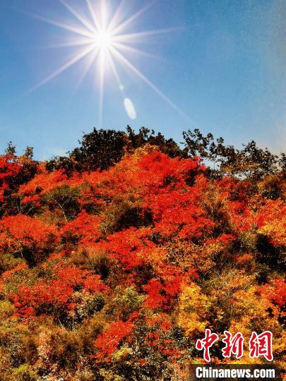 萬源市紅葉似火?！≈炱桨?攝