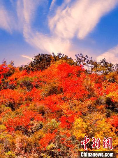 萬源深秋紅葉似火?！≈炱桨?　攝