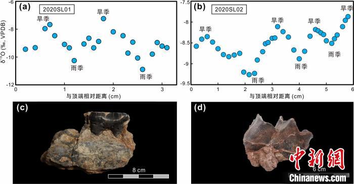 本次研究中的犀牛牙齒化石及氧同位素特征?！≈锌圃呵嗖馗咴?供圖