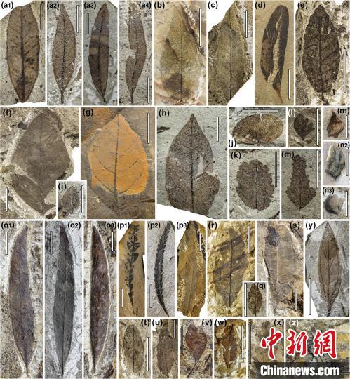 中始新世熱魯化石植物群(4500萬–4000萬年前)?！≈锌圃呵嗖馗咴?供圖