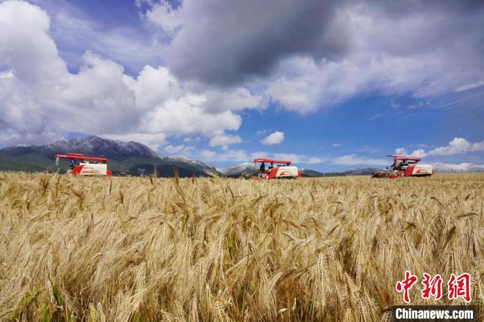 圖為青稞收獲?！±钣穹?攝