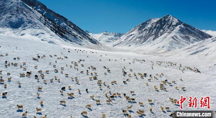 圖為羊群在雪地里覓食?！《继m縣融媒體中心供圖