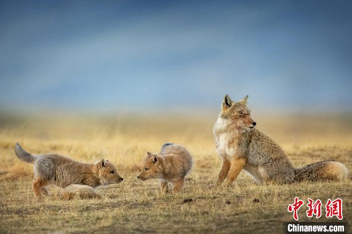 圖為焦生福的作品《居安思危》。　青海省祁連山自然保護(hù)協(xié)會(huì)供圖