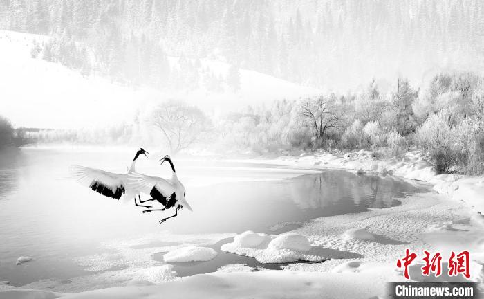 圖為焦生福的作品《鶴嬉雪林》?！∏嗪Ｊ∑钸B山自然保護(hù)協(xié)會供圖