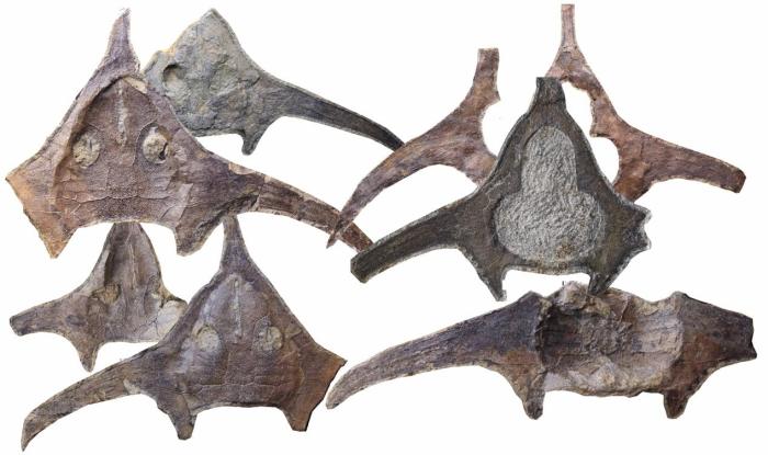 玉海翼角魚化石照片?！∩w志琨 攝