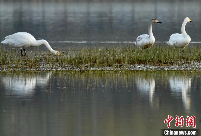 圖為三只大天鵝在黃河灘地嬉戲?！±钣穹?攝
