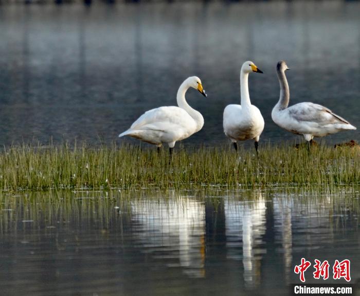 圖為三只大天鵝?！±钣穹?攝