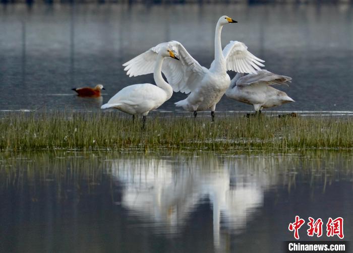 圖為三只大天鵝在黃河灘地嬉戲?！±钣穹?攝