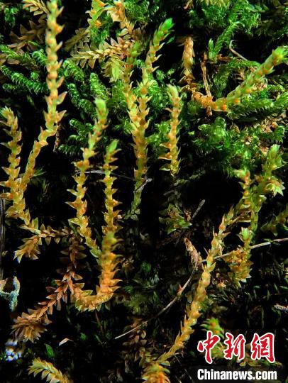 圖為九龍卷柏。　青海山水自然資源調(diào)查規(guī)劃設(shè)計研究院供圖