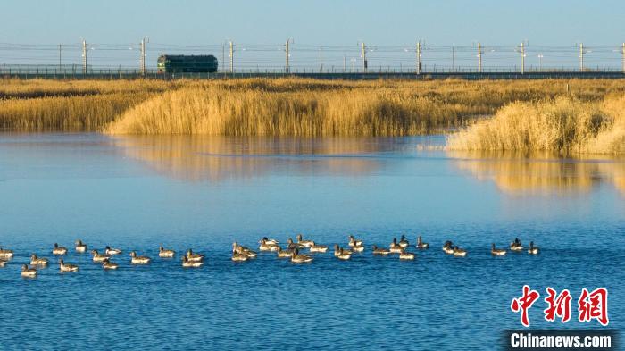 圖為多種野生鳥類在湖中游蕩?！『螁⒔?攝
