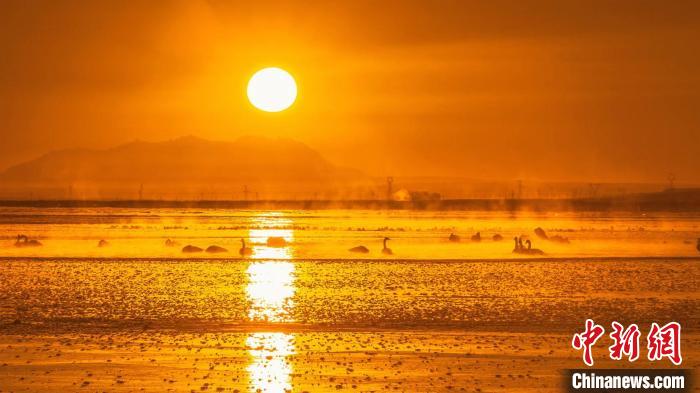 圖為天鵝群在湖中休憩?！『螁⒔?攝