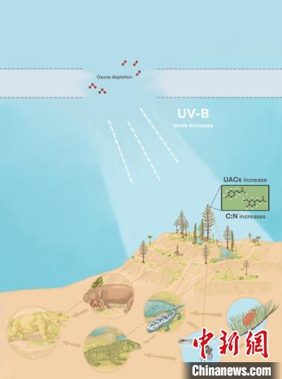臭氧層破壞引起的紫外線輻射增加對陸地食物鏈的影響。　南古所 供圖