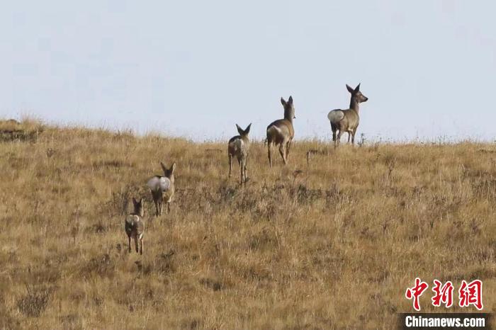 圖為狍鹿在山間漫步。　才項(xiàng)南加 攝