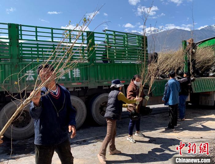 民眾搬運(yùn)苗木?！〔际忻⒖悼h委宣傳部供圖