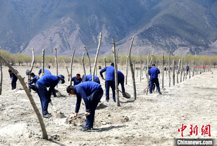 林芝市巴宜區(qū)森林消防中隊(duì)志愿服務(wù)隊(duì)熱火朝天的植樹現(xiàn)場(chǎng)。　西繞拉翁 攝