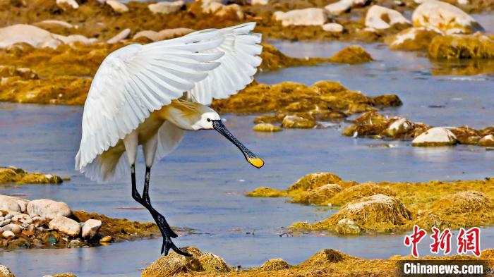 圖為白琵鷺?！?yán)桉 攝