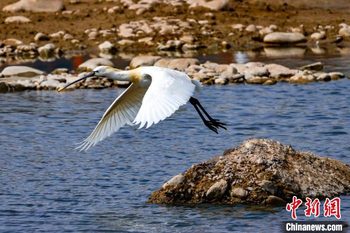 圖為準(zhǔn)備飛翔的白琵鷺?！?yán)桉 攝