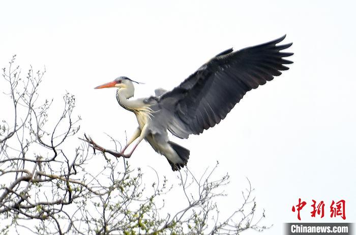 蒼鷺在覓食嬉戲。　安源 攝
