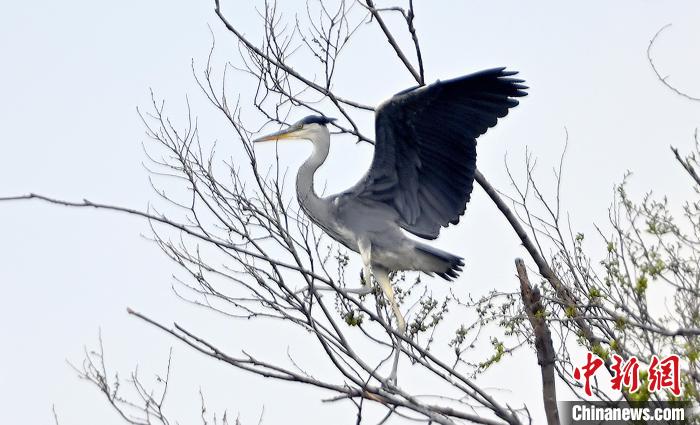 蒼鷺在覓食嬉戲?！“苍?攝