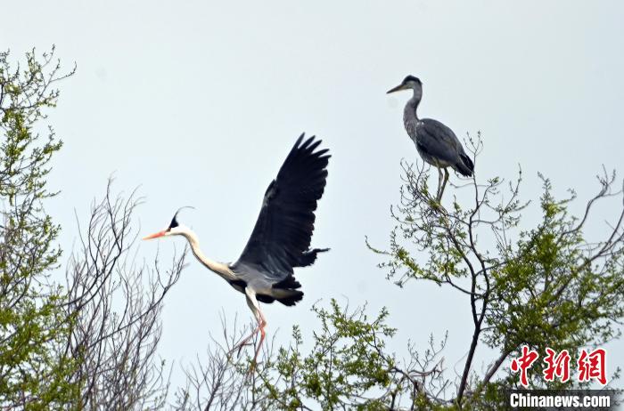 蒼鷺在覓食嬉戲?！“苍?攝