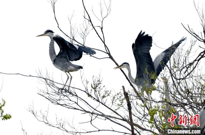 蒼鷺在覓食嬉戲。　安源 攝